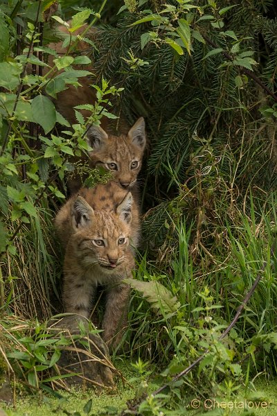 _DSC0004.JPG - Lynx