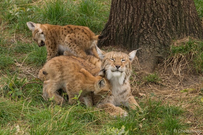 _DSC0010.JPG - Lynx