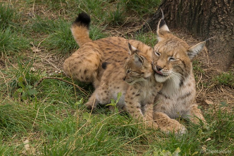 _DSC0017.JPG - Lynx