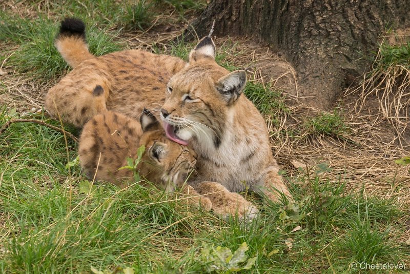 _DSC0022.JPG - Lynx