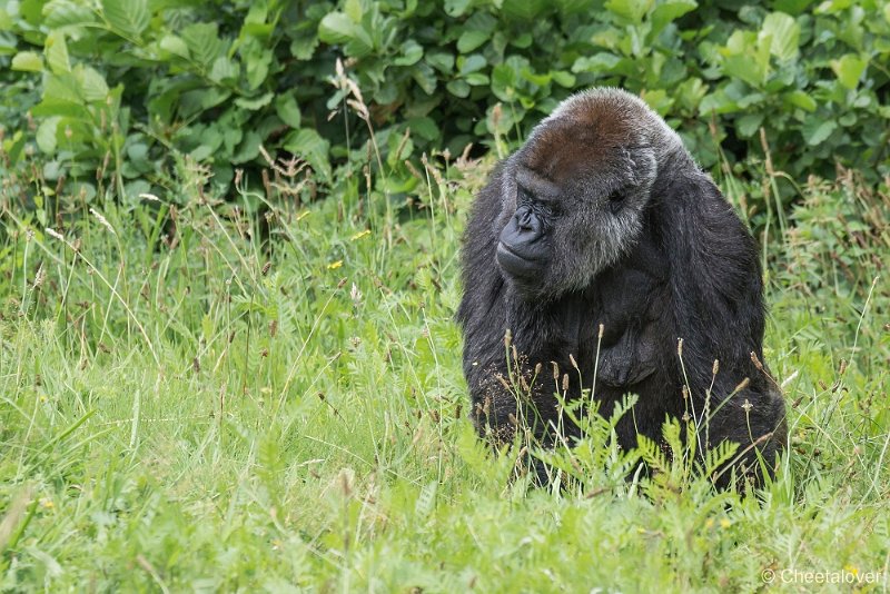 _DSC0047.JPG - Gorilla
