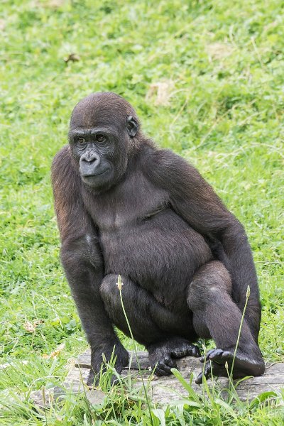 _DSC0050.JPG - Gorilla