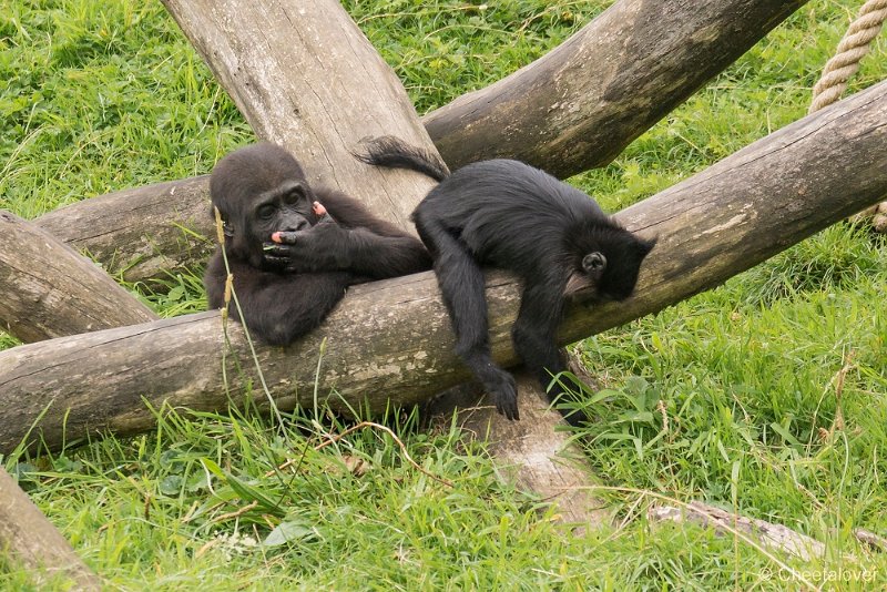 _DSC0072.JPG - Gorilla en kuifmangabey