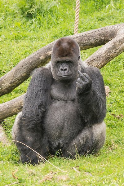 _DSC0075.JPG - Gorilla