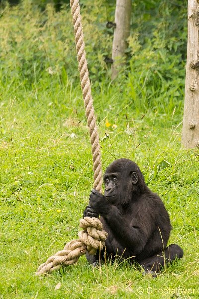 _DSC0076.JPG - Gorilla