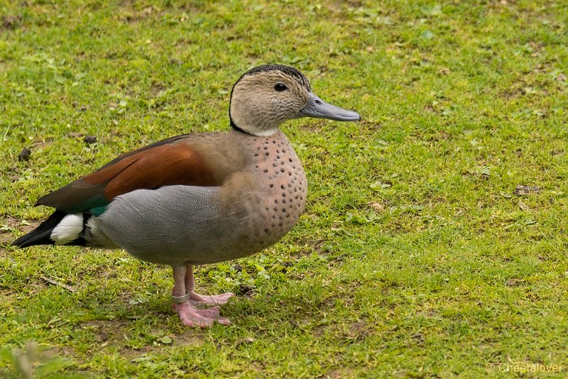 _DSC0129.JPG - Roodschoudertaling