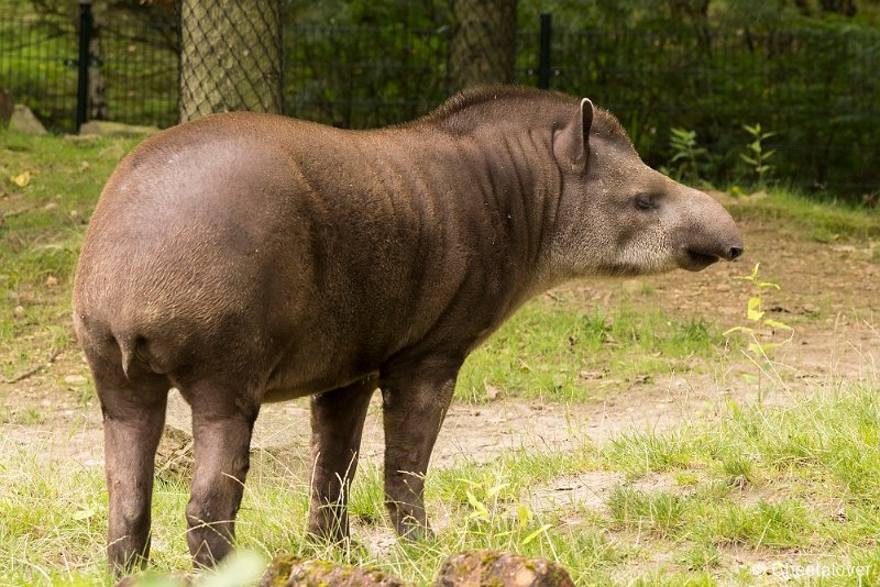 _DSC0136.JPG - Tapir