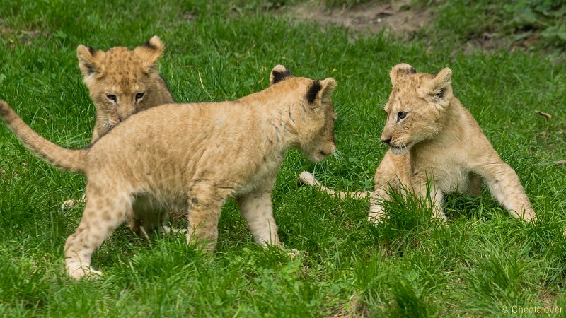 _DSC0217.JPG - Afrikaanse Leeuw