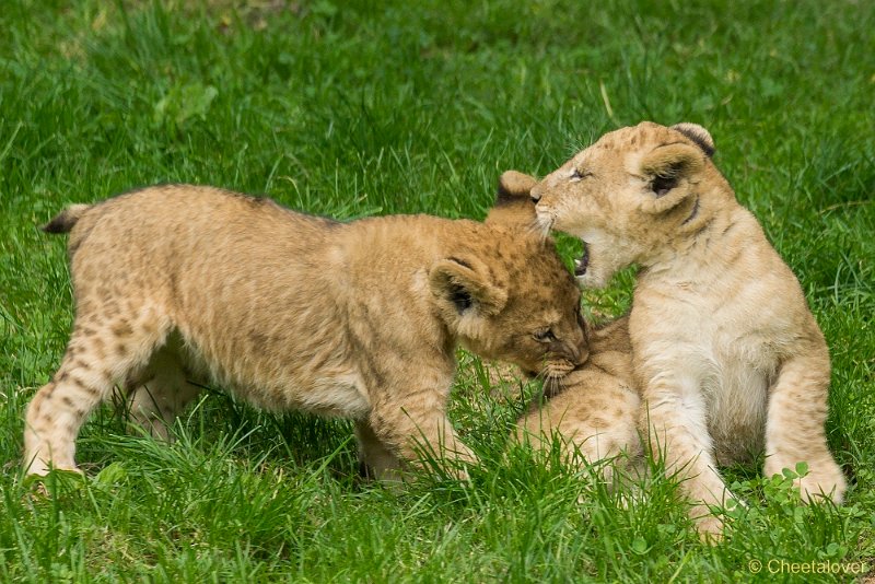 _DSC0220.JPG - Afrikaanse Leeuw