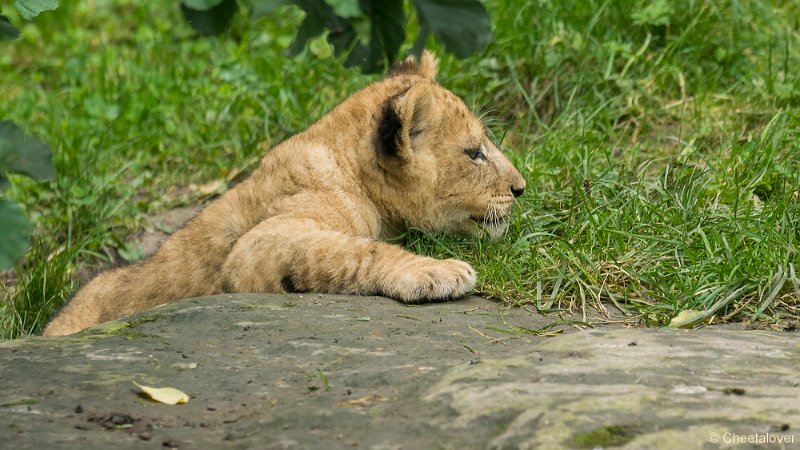 _DSC0229.JPG - Afrikaanse Leeuw