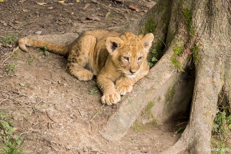 _DSC0359.JPG - Afrikaanse Leeuw