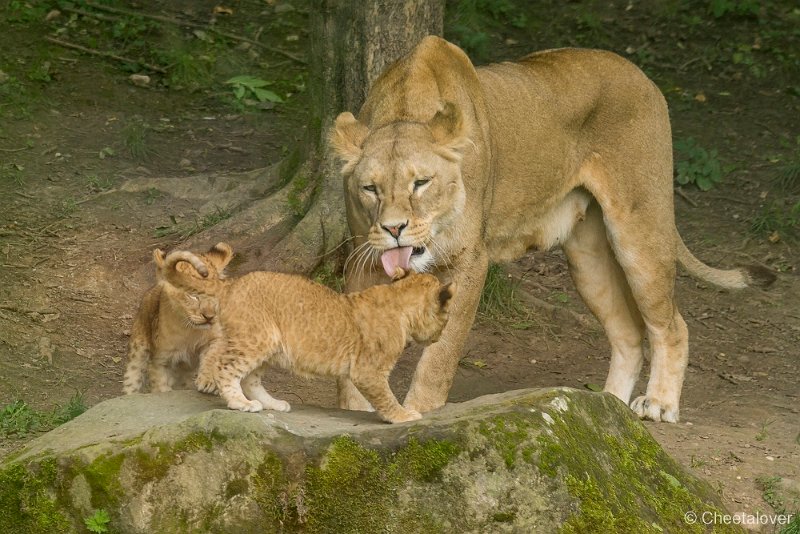 _DSC0369.JPG - Afrikaanse Leeuw