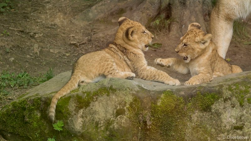_DSC0384.JPG - Afrikaanse Leeuw