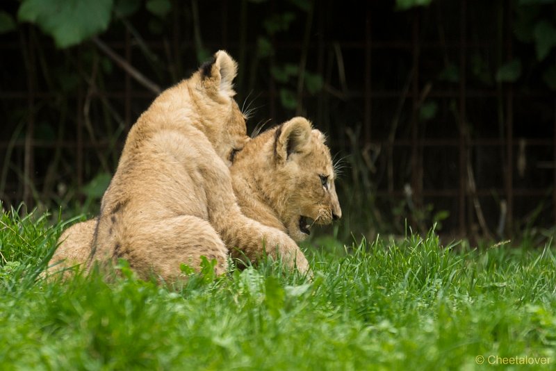_DSC0436.JPG - Afrikaanse Leeuw