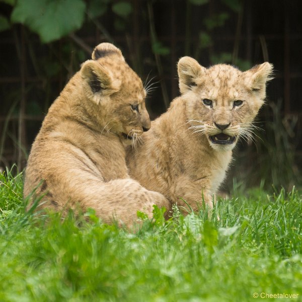 _DSC0439.JPG - Afrikaanse Leeuw