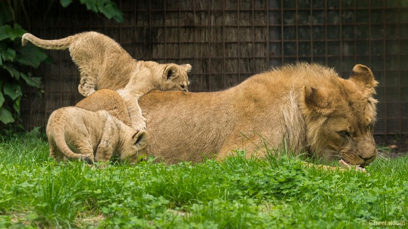 _DSC0459.JPG - Afrikaanse Leeuw
