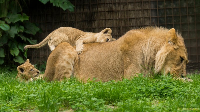 _DSC0470.JPG - Afrikaanse Leeuw