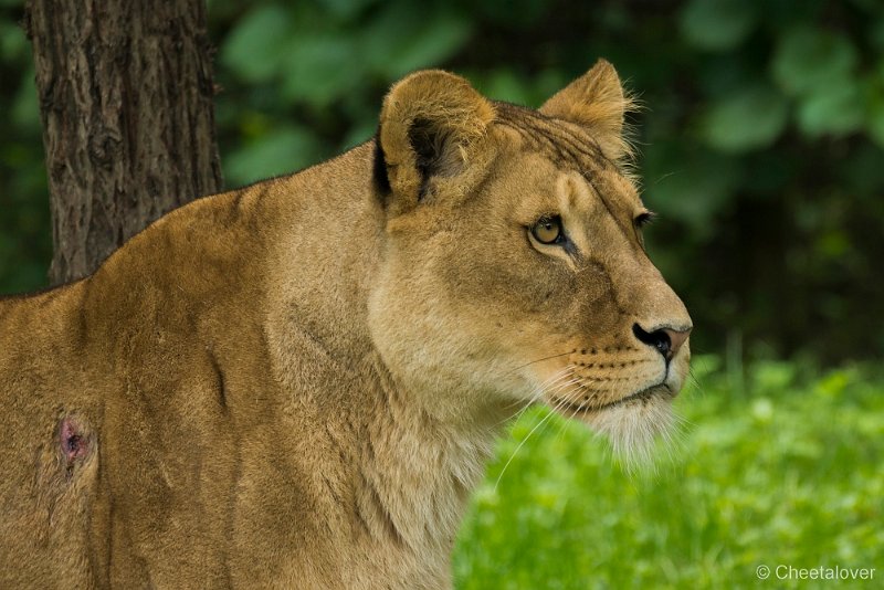 _DSC0503.JPG - Afrikaanse Leeuw