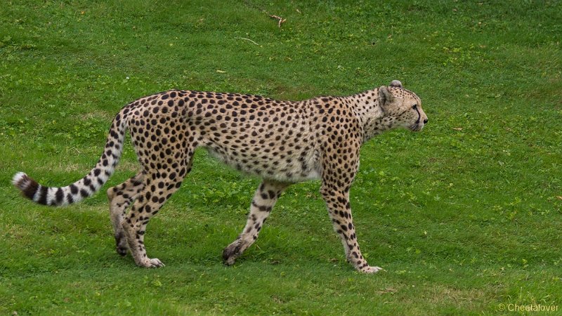 _DSC0517.JPG - Cheeta