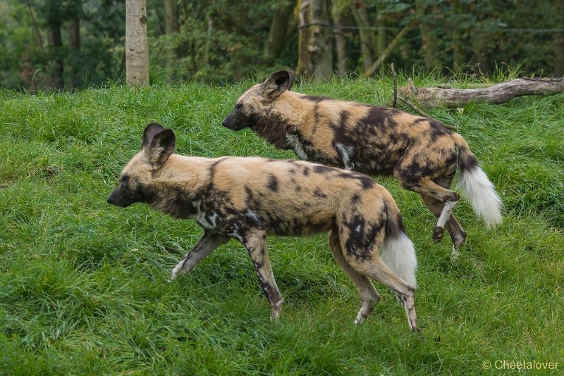 _DSC0563.JPG - Afrikaanse Wilde Hond