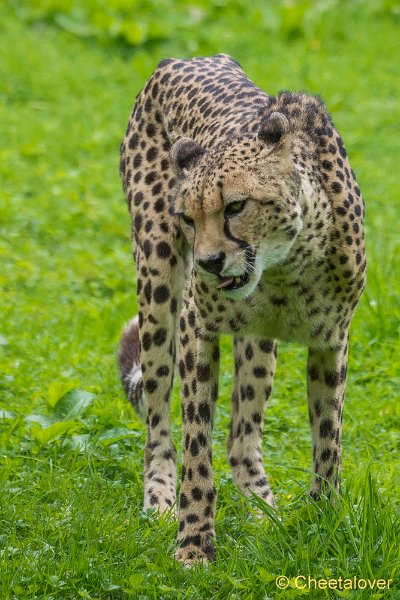 _DSC0583.JPG - Cheeta