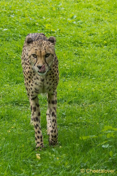 _DSC0593.JPG - Cheeta
