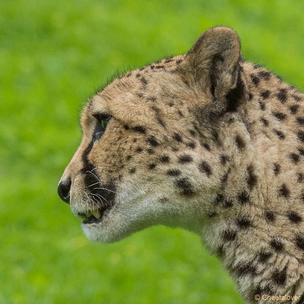 _DSC0599.JPG - Cheeta
