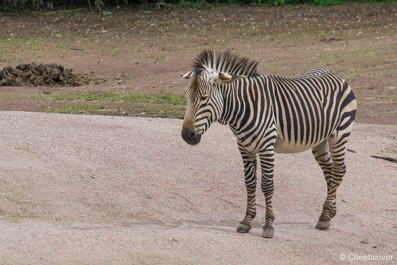 _DSC0638.JPG - Hartmann Bergzebra