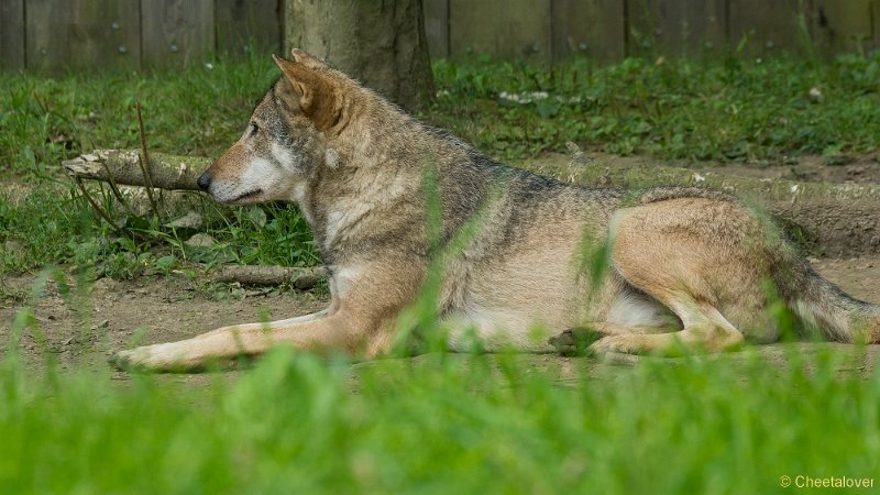 _DSC0642.JPG - Wolf