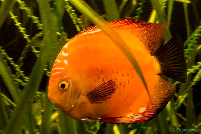 P1290424.JPG - Discus vis