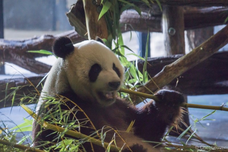 _DSC0012.JPG - Reuzenpanda