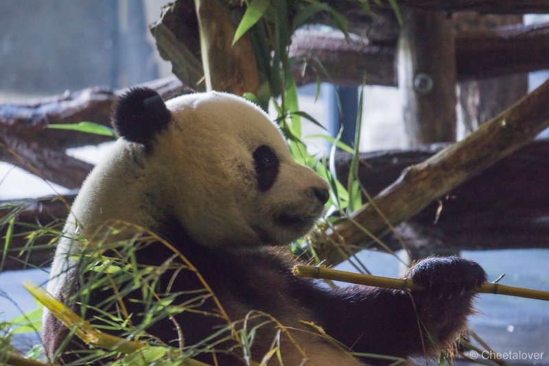 _DSC0021.JPG - Reuzenpanda