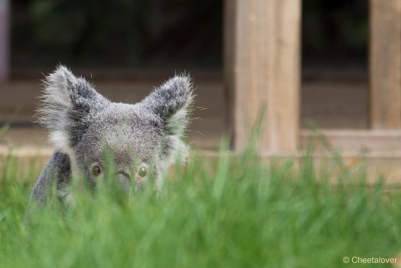 _DSC0040.JPG - Koala Beer