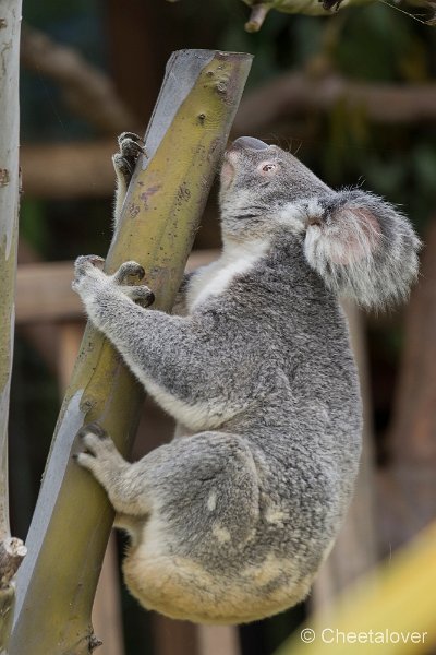 _DSC0048.JPG - Koala Beer
