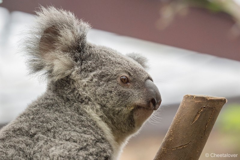 _DSC0081.JPG - Koala Beer