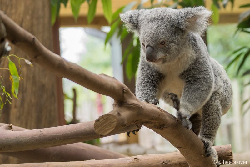 _DSC0113.JPG - Koala Beer
