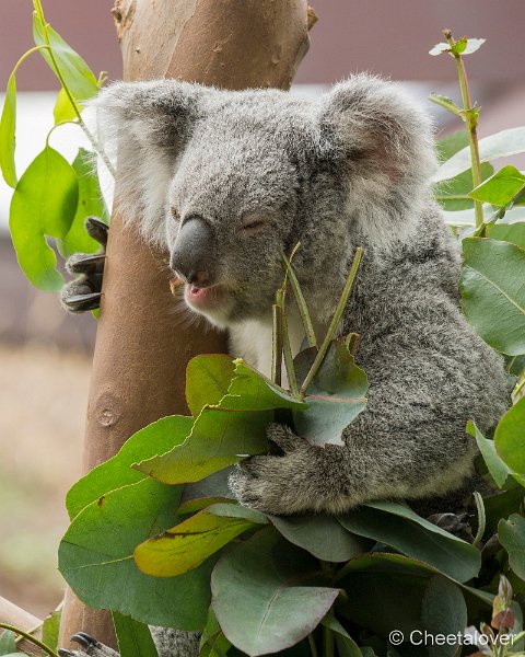 _DSC0235.JPG - Koala Beer