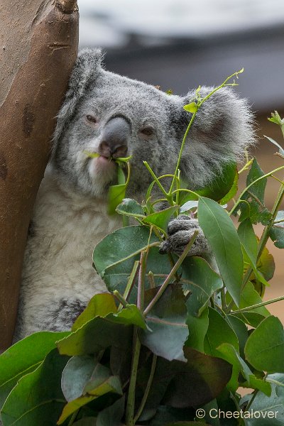 _DSC0246.JPG - Koala Beer