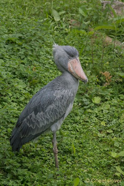_DSC0293.JPG - Schoenbekooievaar