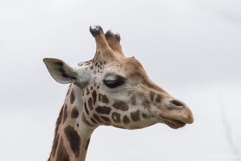 _DSC0336.JPG - Giraffe