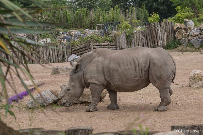 _DSC0353.JPG - Breedlipneushoorn