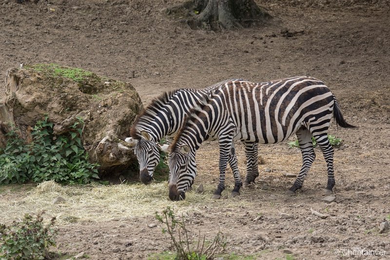 _DSC0385.JPG - Grant Zebra