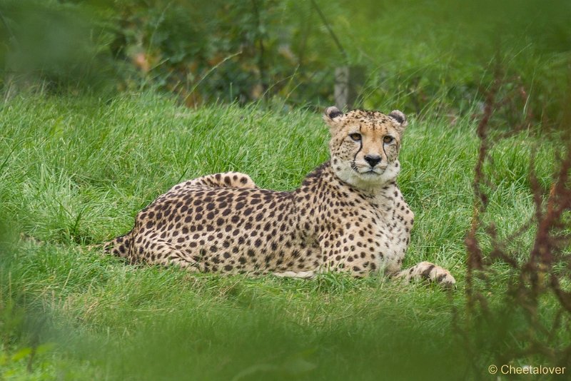 _DSC0387.JPG - Cheeta