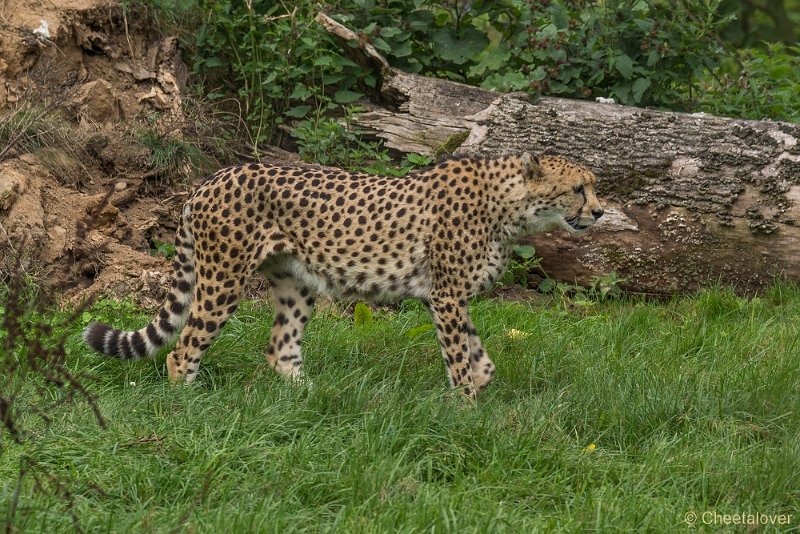 _DSC0402.JPG - Cheeta