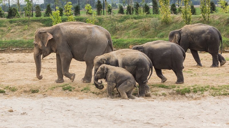 _DSC0454.JPG - Aziatsiche Olifant