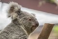 _DSC0081