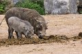 _DSC0359
