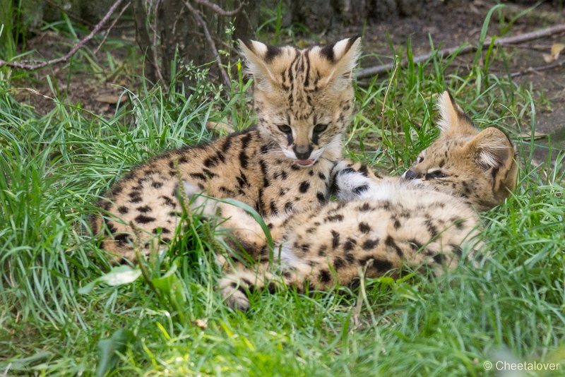 _DSC0186.JPG - Serval