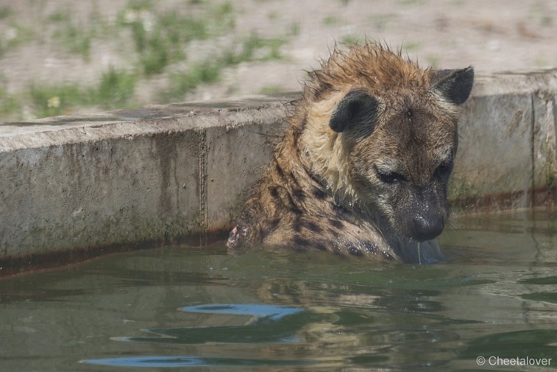 _DSC0310.JPG - Gevlekte Hyena