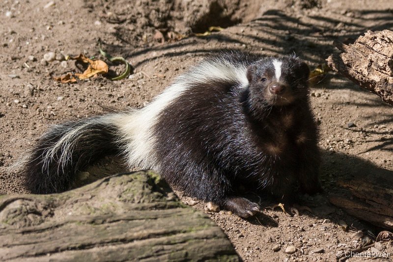 _DSC0382.JPG - Stinkdier